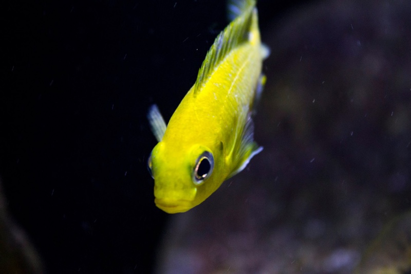 Tropheops sp. 'macrophthalmus chitimba blue' Chitimba Bay Deep